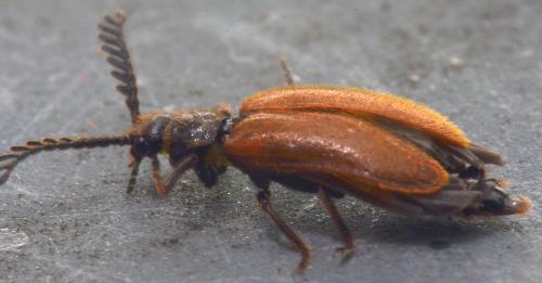 Drilus flavescens